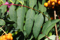 Sorbus sitchensis grayi