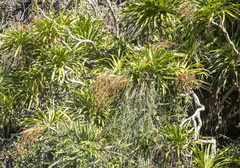 Dracaena cochinchinensis