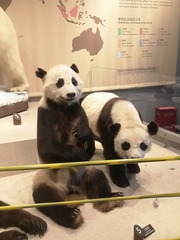 Ailuropoda melanoleuca