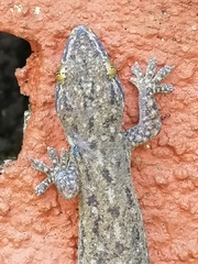 Hemidactylus frenatus