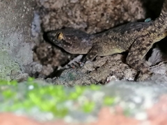 Hemidactylus frenatus