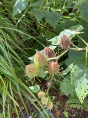 Hibiscus furcellatus