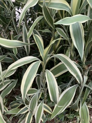 Dracaena sanderiana