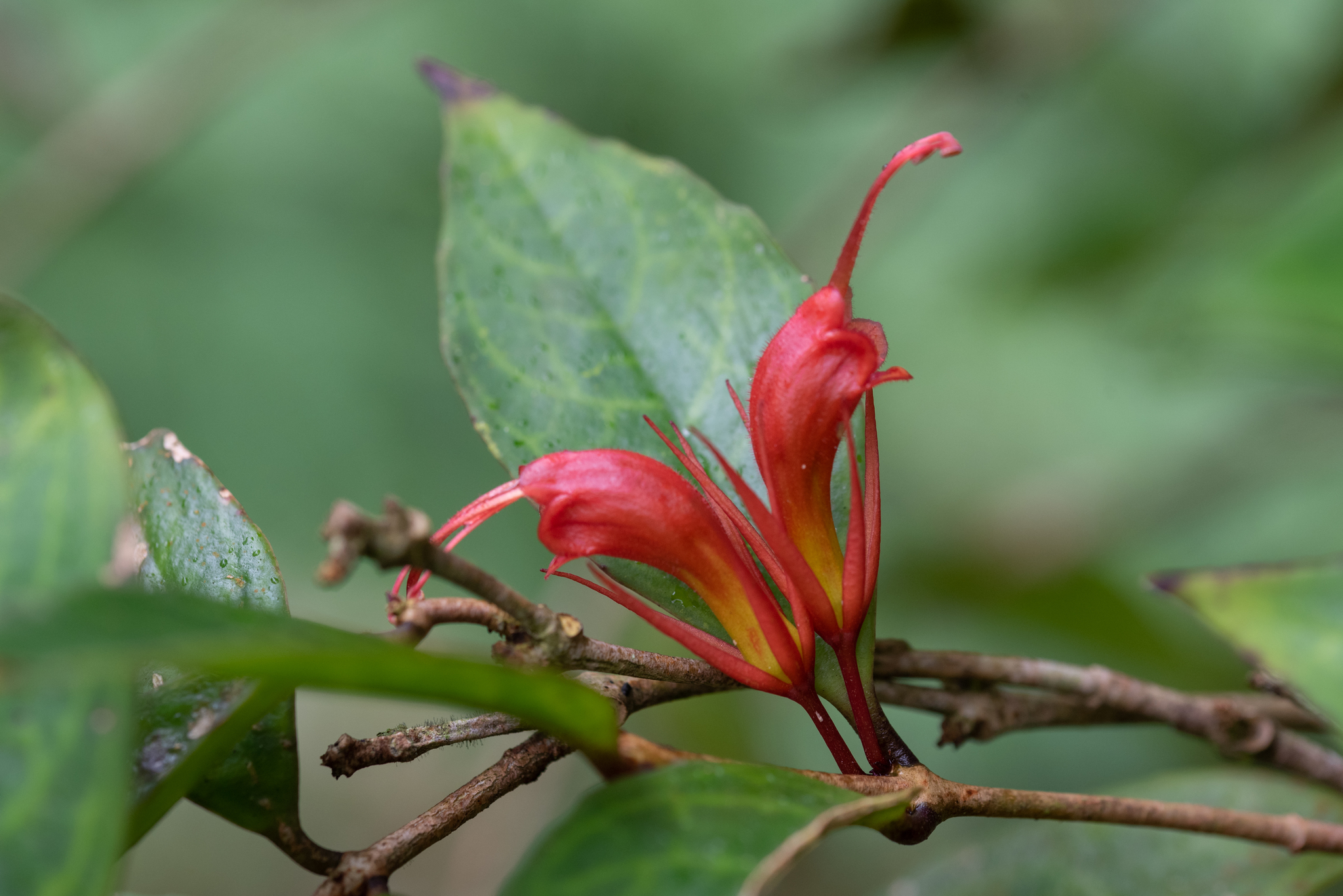 Aeschynanthus sinolongicalyx