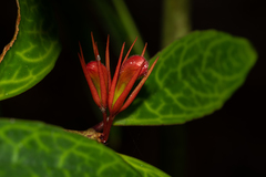 Aeschynanthus sinolongicalyx