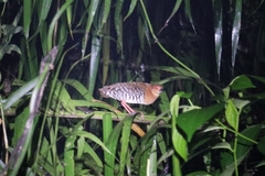 Rallina fasciata