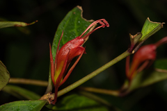 Aeschynanthus sinolongicalyx