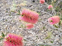 Melaleuca wimmerensis