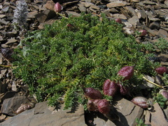 Oxytropis physocarpa