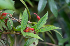 Aeschynanthus sinolongicalyx
