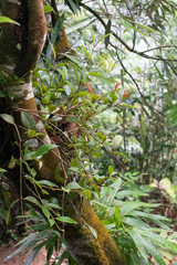 Aeschynanthus sinolongicalyx