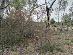 Melaleuca wimmerensis