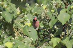 Psittacula alexandri