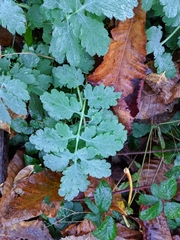 Chelidonium majus