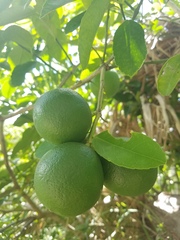 Citrus × latifolia