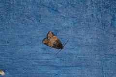Hampsonodes