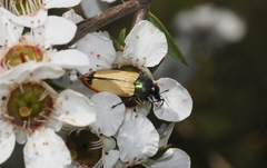 Castiarina fossoria