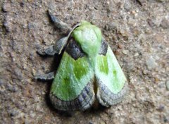Latoia viridimixta