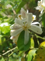 Citrus × latifolia