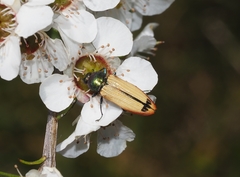 Castiarina fossoria