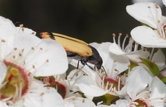 Castiarina fossoria