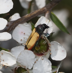 Castiarina fossoria