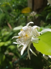 Citrus × latifolia