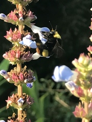 Bombus crotchii