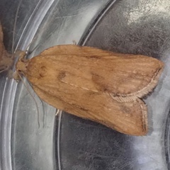 Epiphyas postvittana