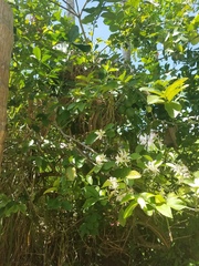 Citrus × latifolia