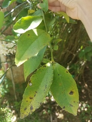 Citrus × latifolia