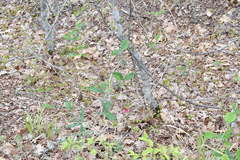 Lathyrus rotundifolius