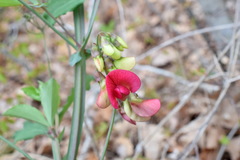 Lathyrus rotundifolius