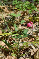 Lathyrus rotundifolius