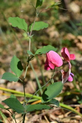 Lathyrus rotundifolius