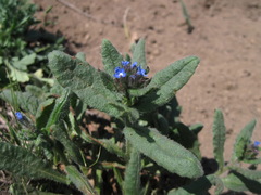Anchusa arvensis orientalis