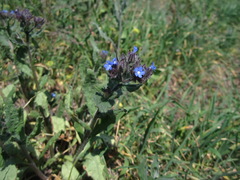 Anchusa arvensis orientalis