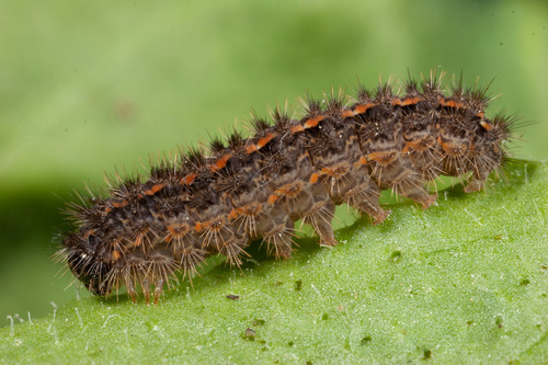 Hoary Footman