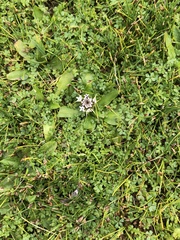 Nablonium calyceroides