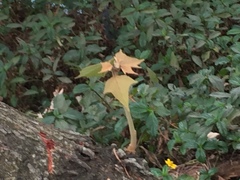 Mallotus paniculatus