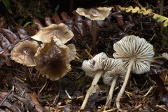 Mycena quiniaultensis