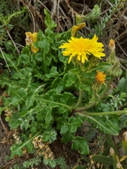 Sonchus megalocarpus