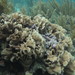 Corales Lechuga - Photo (c) Gabypecas, algunos derechos reservados (CC BY-NC), subido por Gabypecas