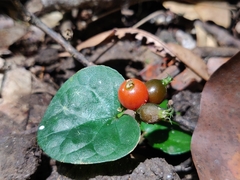 Geophila