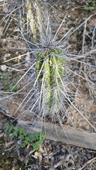 Lemaireocereus hollianus