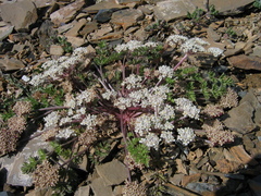 Stenocoelium athamantoides