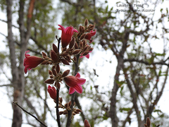 Brachychiton discolor