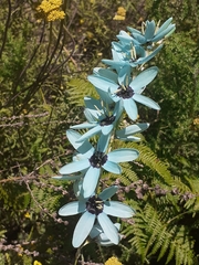 Ixia viridiflora