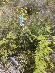 Ixia viridiflora