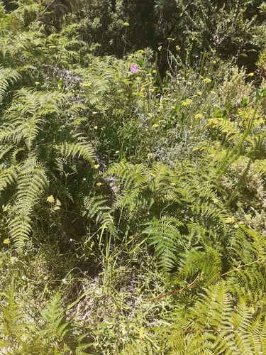 Tulbagh Kalossie (Ixia vinacea)